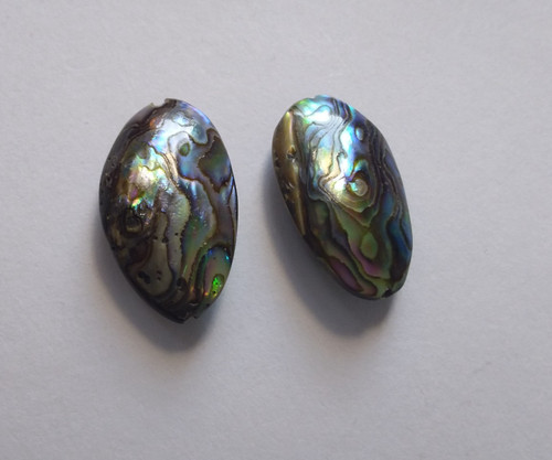 Natural paua abalone shell - 2, paua/abalone