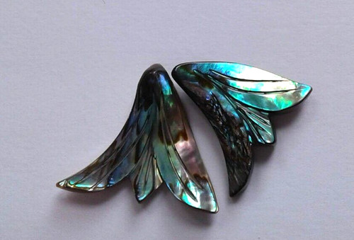 Natural paua abalone shell - paua/abalone,