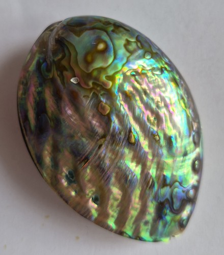 Large drilled abalone - large,
