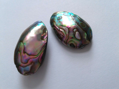 Natural paua abalone shell - 2, paua/abalone