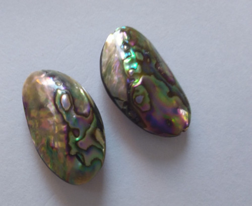 Natural paua abalone - paua/abalone, shell