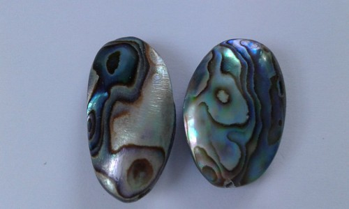 Natural paua abalone shell - natural, paua/abalone