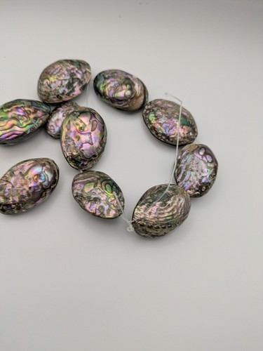 Natural paua abalone - paua/abalone, shell