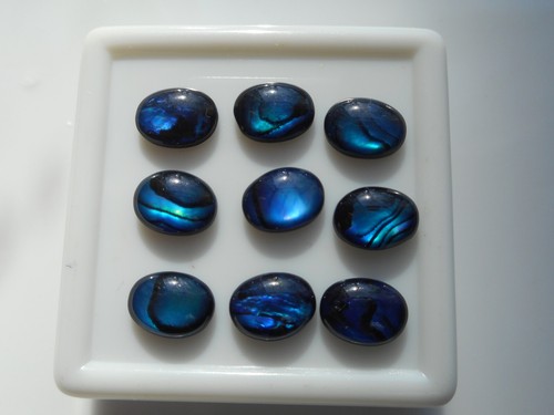 Oval abalone shell - abalone,